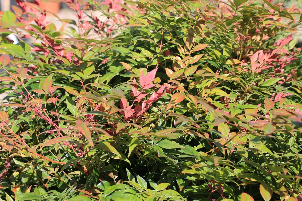 Nandina Moon Bay