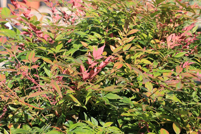 Nandina Moon Bay