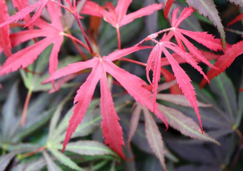 Close-up of red maple leaves with a blurred background