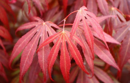 Close-up of vibrant red maple leaves