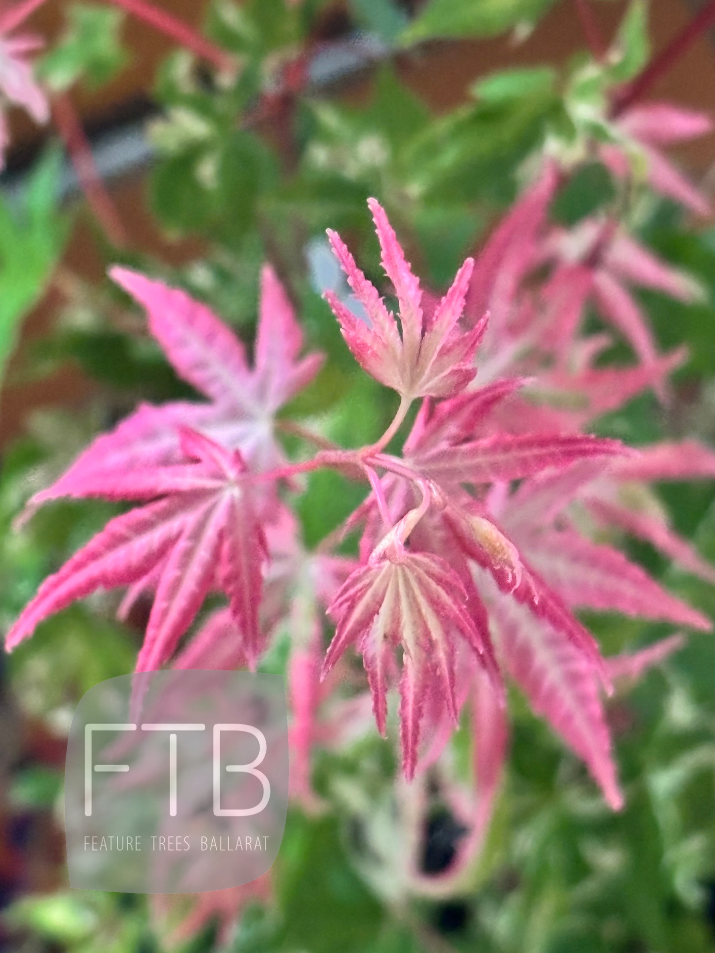 Pink and green leaves of a plant