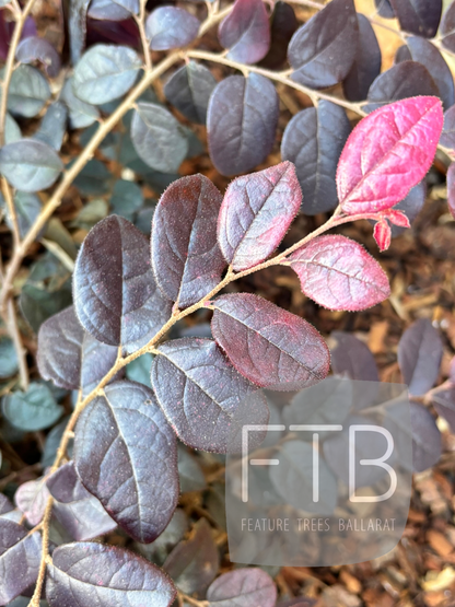 Loropetalum Chinense 'Plum Gorgeous' – Plum Gorgeous Loropetalum