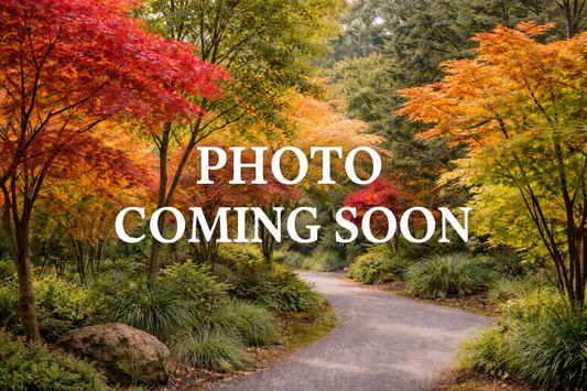 Acer Palmatum Robertson Red - Robertson Red Japanese Maple