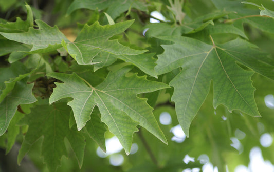 Platanus Orientalis - Oriental Plane Tree