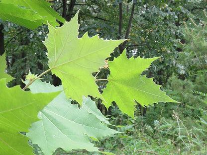 Platanus x Acerifolia - London Plane Tree