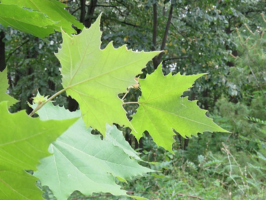Platanus x Acerifolia - London Plane Tree