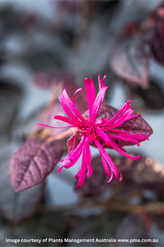 Loropetalum Chinense 'Plum Gorgeous' – Plum Gorgeous Loropetalum