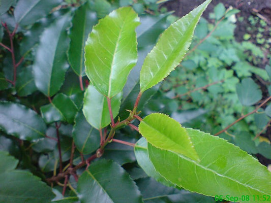 Prunus Lusitanica - Portuguese Laurel