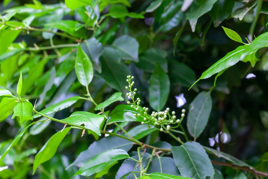 Prunus Lusitanica - Portuguese Laurel