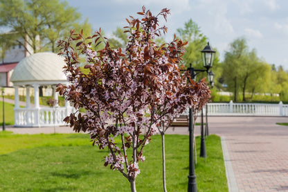 Prunus Cerasifera - Oakville Crimson Spire™ Ornamental Plum