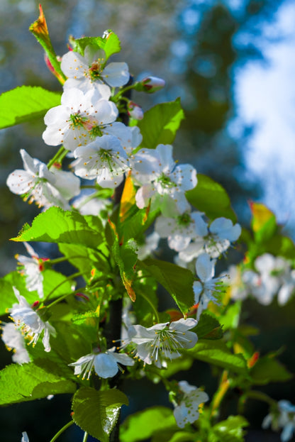 Pyrus Calleryana Cleveland Select - Cleveland Select Pear