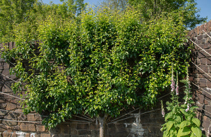 Pyrus Fauriei Westwood - Korean Sun Ornamental Pear