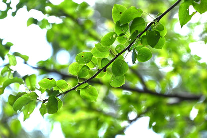Pyrus Calleryana Capital - Capital Pear