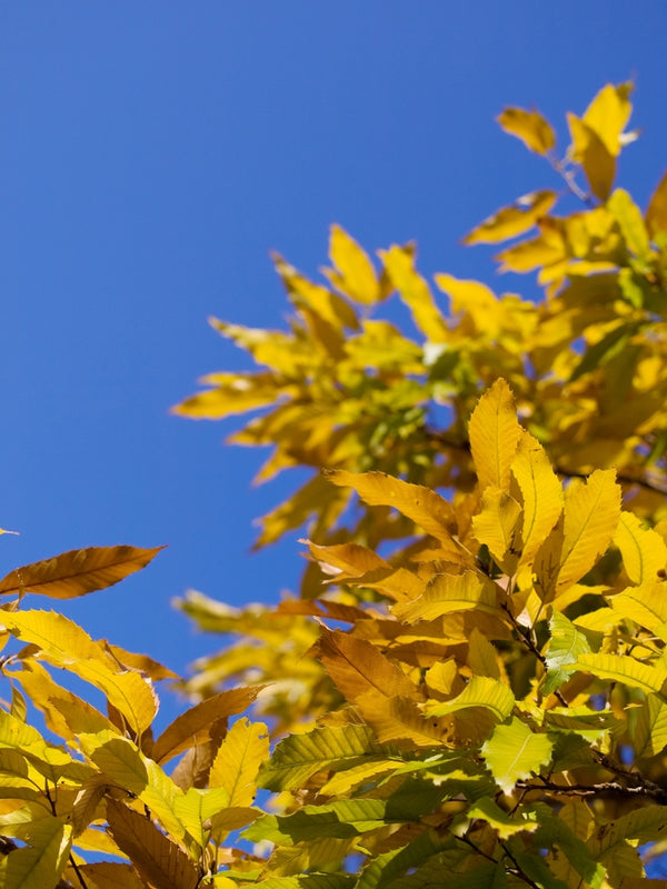 Quercus Acutissima – Sawtooth Oak – FEATURE TREES BALLARAT