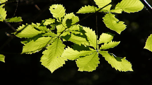 Quercus Acutissima – Sawtooth Oak