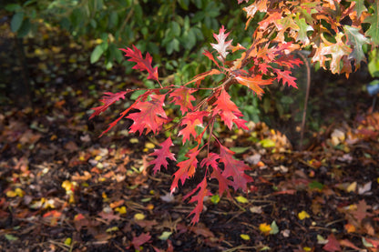 Quercus Palustris - Pin Oak