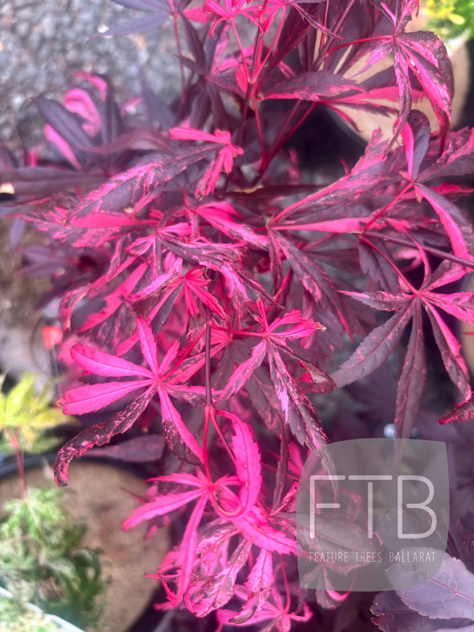 Close-up of a plant with pink and purple leaves, blurred background