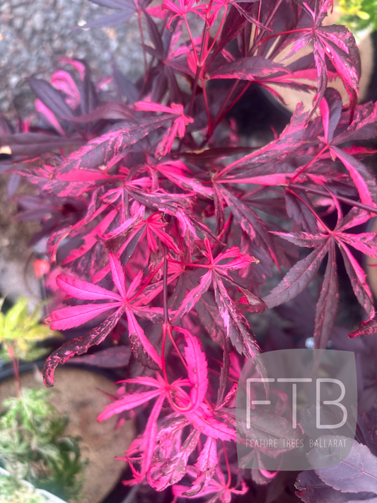 Close-up of a plant with pink and purple leaves, blurred background