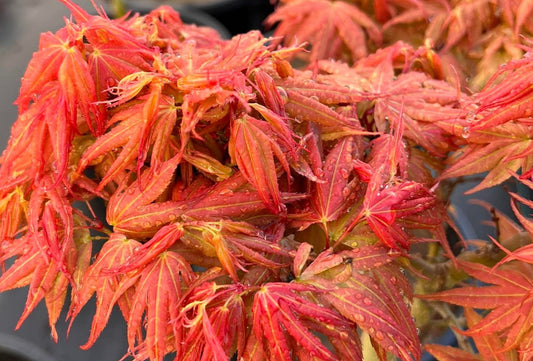 A close-up of Acer Palmatum 'Red Mikawa' leaves showing vibrant red colors.
