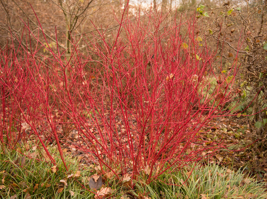 Cornus Alba Sibirca – Red Stemmed Dogwood