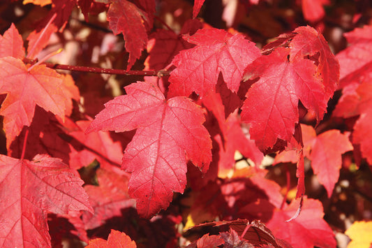 Acer Rubrum Frank JR - Frank JR Redpointe Maple