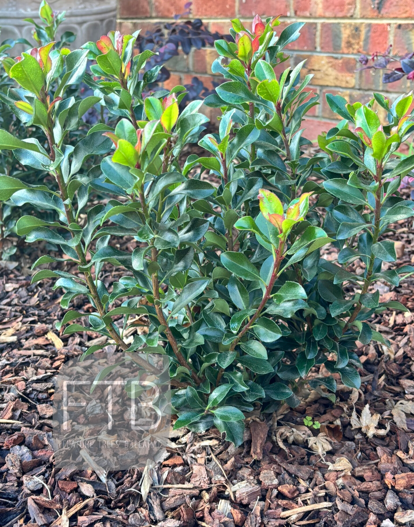 Rhaphiolepis Indica 'Snow Maiden'