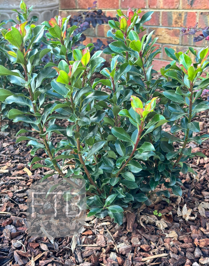 Rhaphiolepis Indica 'Snow Maiden'