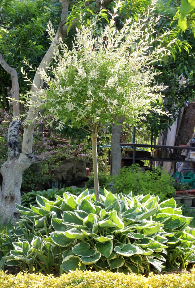 Salix Hakuro Nishiki - Dappled Willow