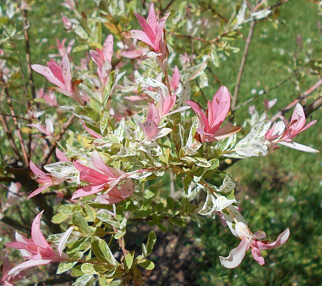Salix Hakuro Nishiki - Dappled Willow