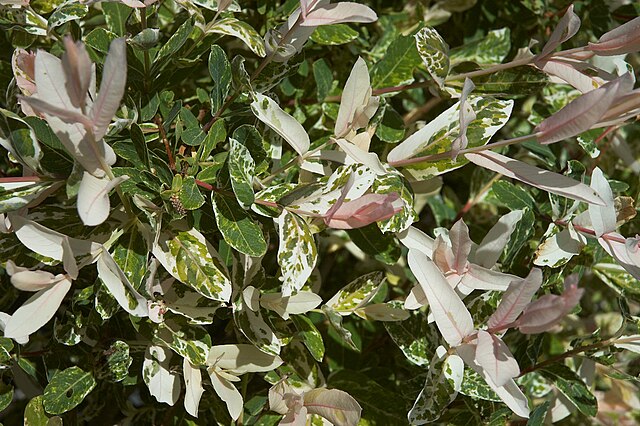 Salix Hakuro Nishiki - Dappled Willow