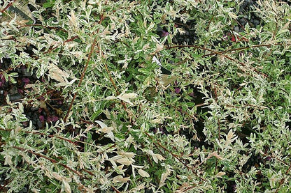 Salix Hakuro Nishiki - Dappled Willow