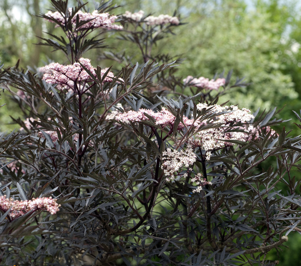 Sambucus Nigra Black Lace - Black Lace Elderberry