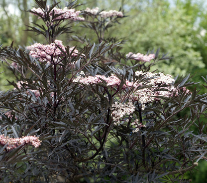 Sambucus Nigra Black Lace - Black Lace Elderberry