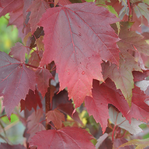 Acer Rubrum Scanlon - Scanlon Maple