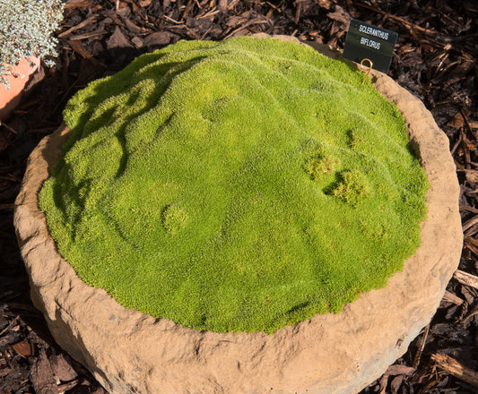 Scleranthus Biflorus - Lime Lava