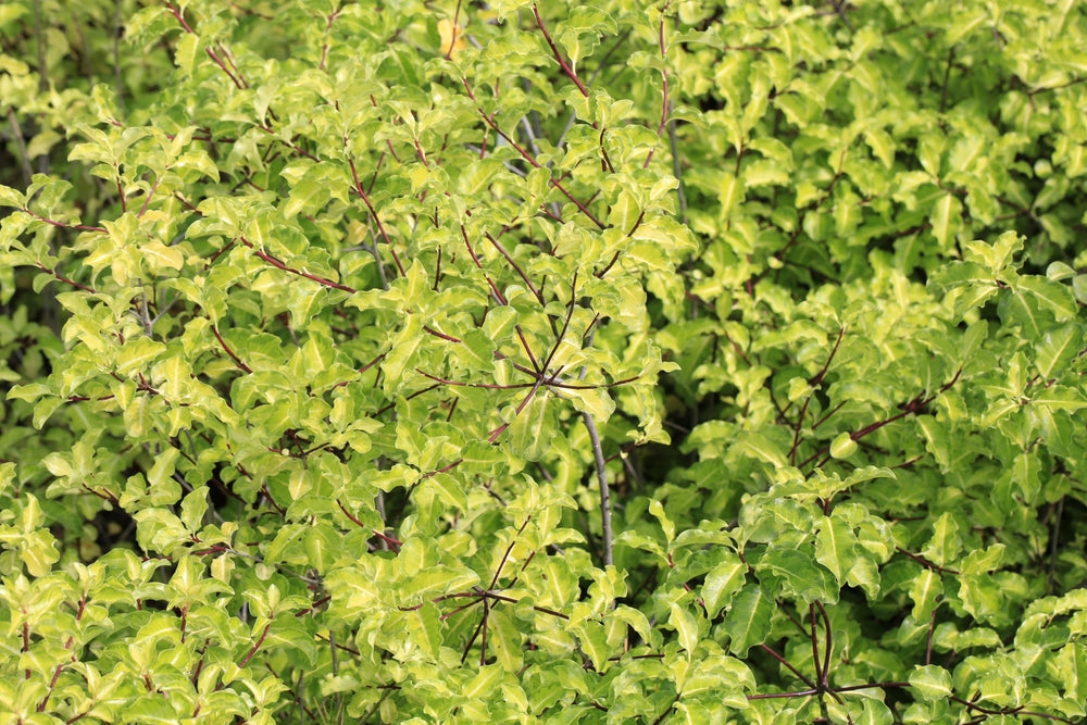 Pittosporum Tenuifolium 'Screen Master' – FEATURE TREES BALLARAT