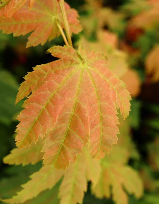 Close-up of pinkish-green leaves with a blurred background