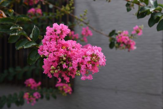 Lagerstroemia indica 'Sioux' - Crepe Myrtle Sioux