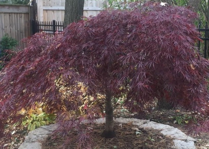 Tree with purple foliage in a garden setting