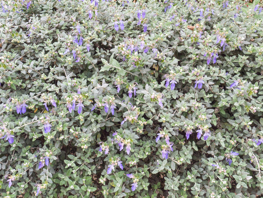 Teucrium Fruticans – Blue Germander