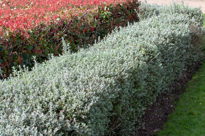 Teucrium Fruticans – Blue Germander