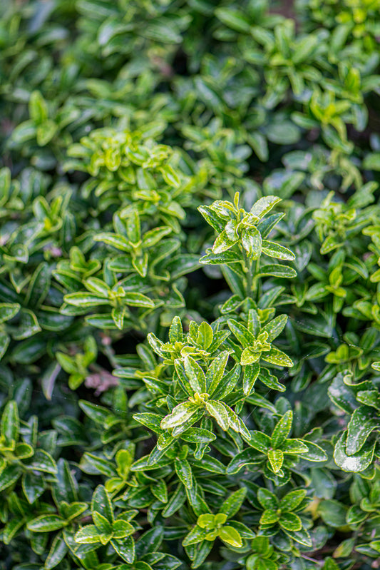 Euonymus Japonicus 'Tom Thumb' – Tom Thumb Euonymus