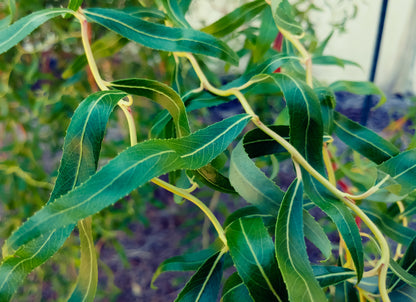 Salix Tortuosa - Tortured Willow