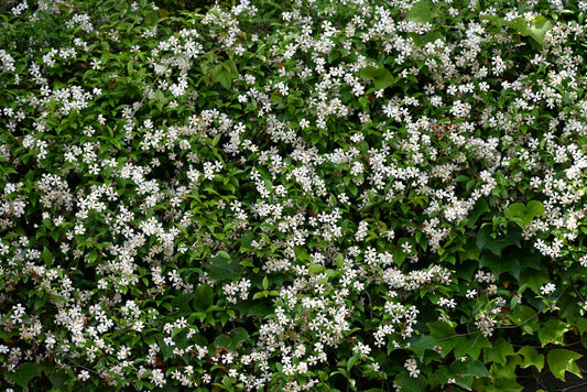 Trachelospermum Asiaticum – Japanese Jasmine