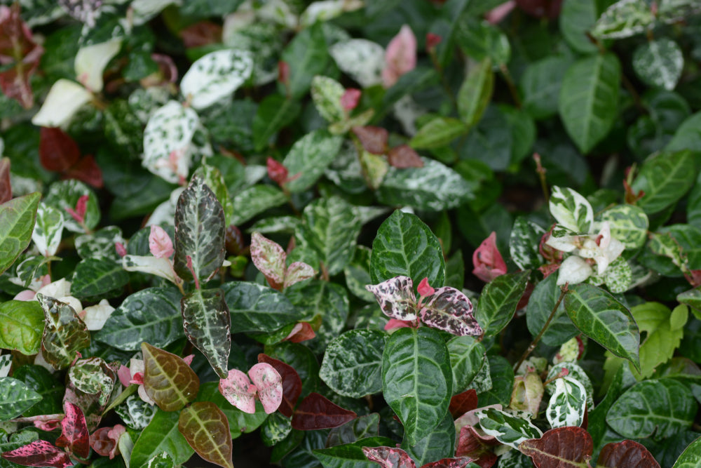Trachelospermum Jasminoides 'Tricolour' – Tri Colour Jasmine