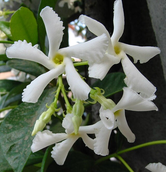 Trachelospermum Jasminoides - Chinese Star Jasmine