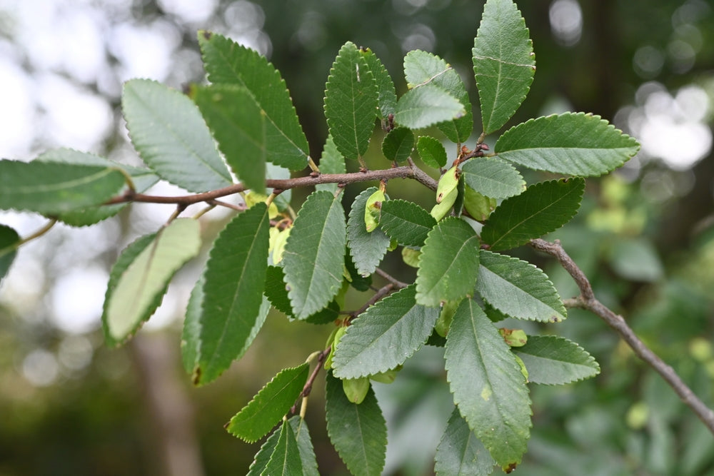 Ulmus Parvifolia – Chinese Elm