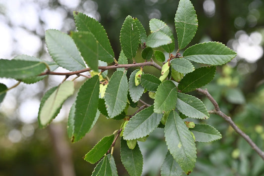 Ulmus Parvifolia – Chinese Elm