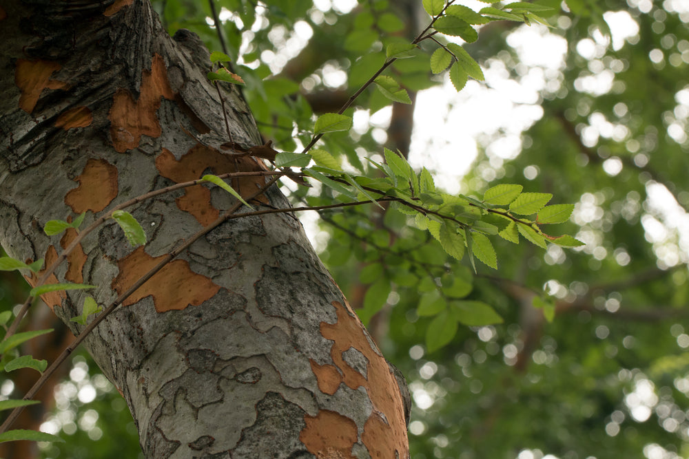 Ulmus Parvifolia – Chinese Elm