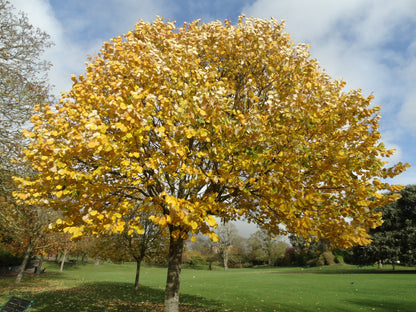 Ulmus glabra 'Lutescens' – Golden Elm